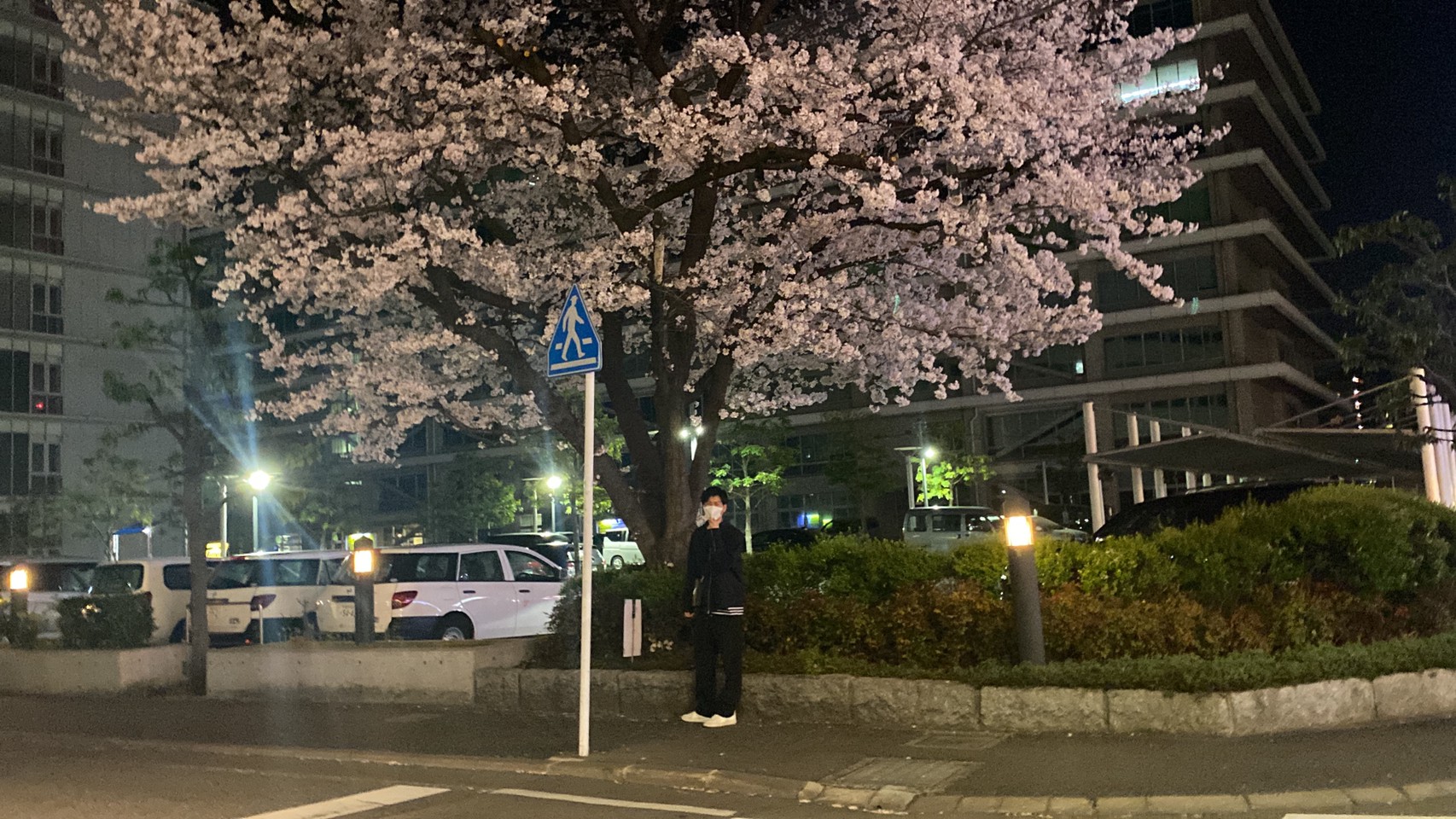 満開の桜 at night